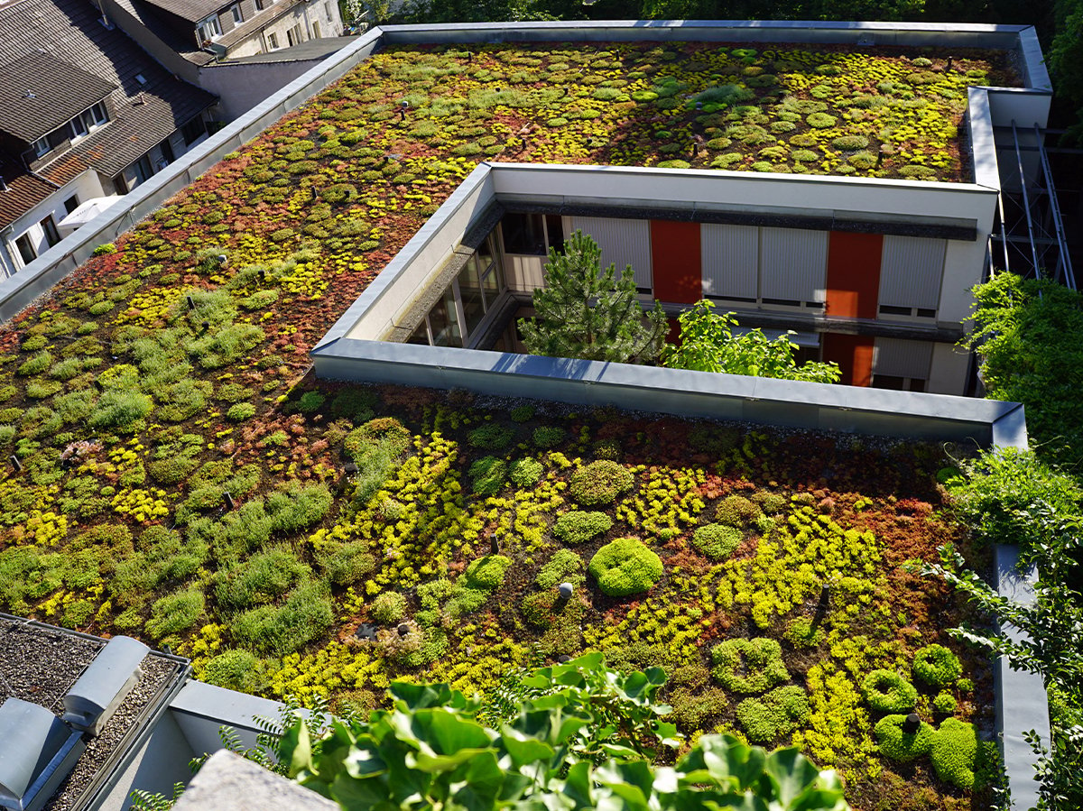 Healthy Green Roof Plants