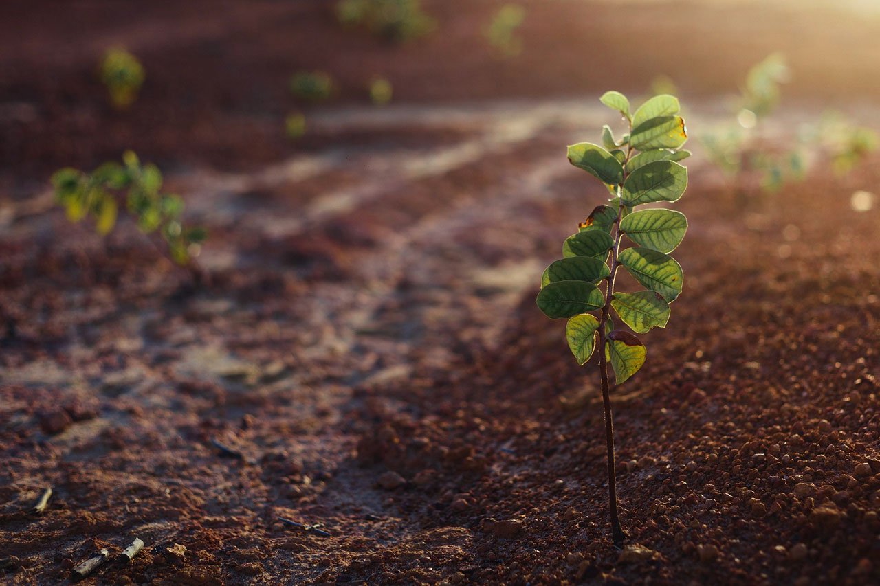 plant-growing-in-ground