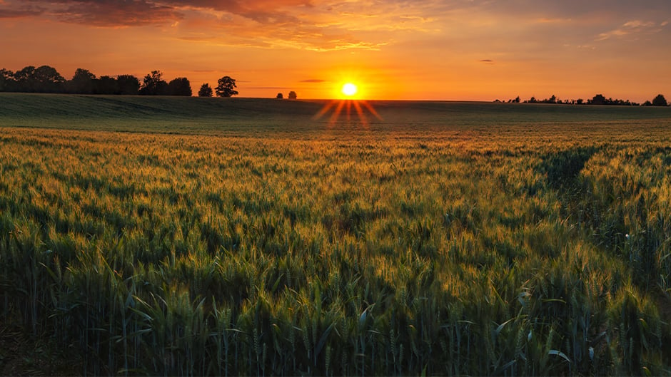 Sunset on open farmland