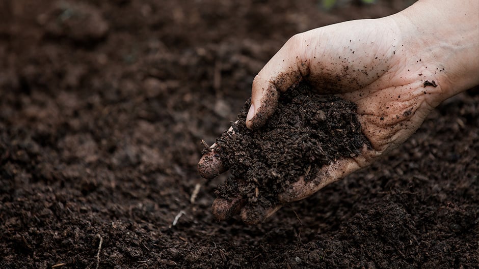 Hand holding soil