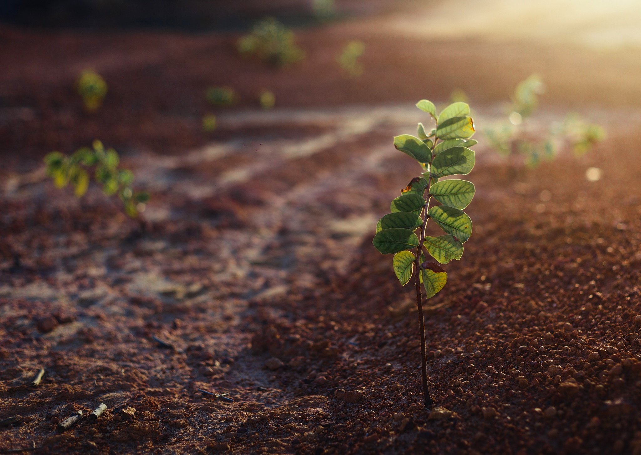 Plant sprouting in soil with sun glare