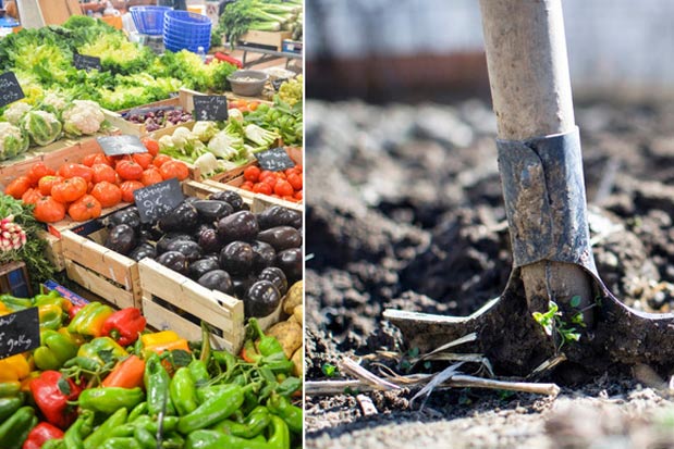 Side by Side of rake stuck in dirt and produce at a local market