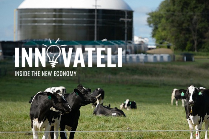 Innovate LI Logo over image of cows grazing