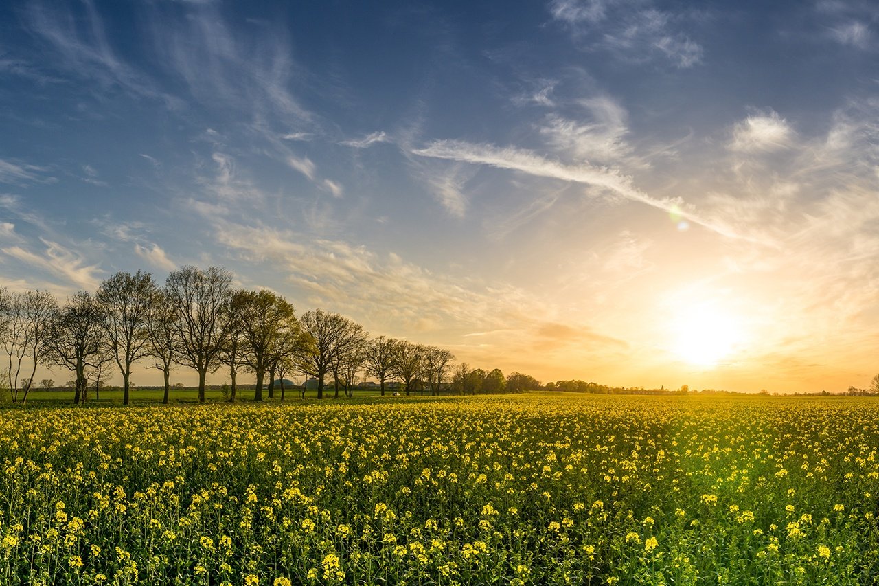 Landscape of prairie with sun rising in the background