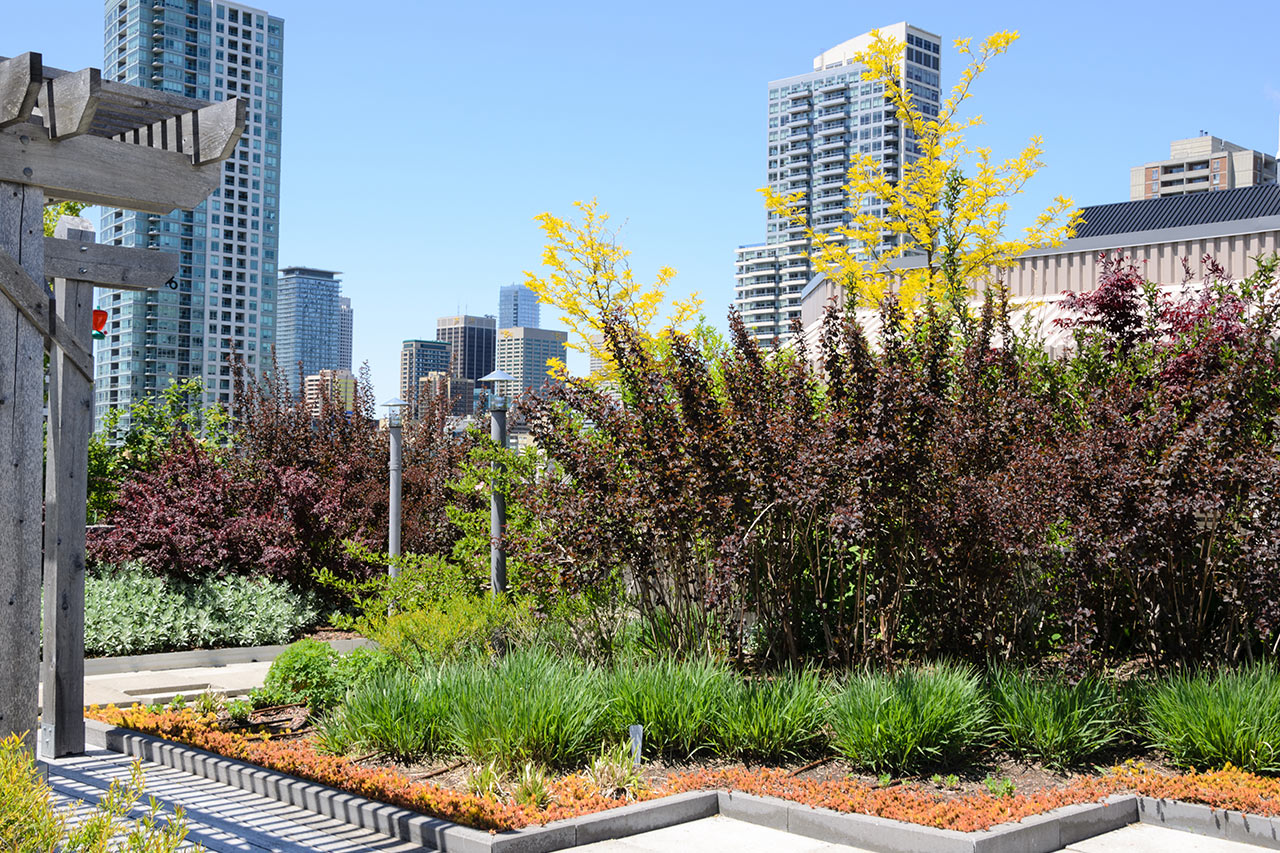 green plants and shrubs on roof against city skyline