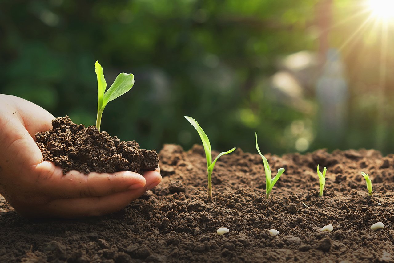 Hands with Organic soil and sprouting plant in them