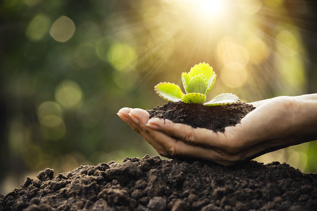 Hand with organic soil and sprouting plant 