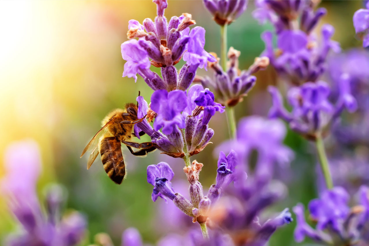 bee pollinating lavender flowers