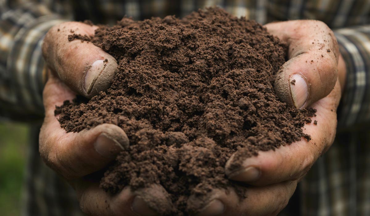 closeup of hands holding soil