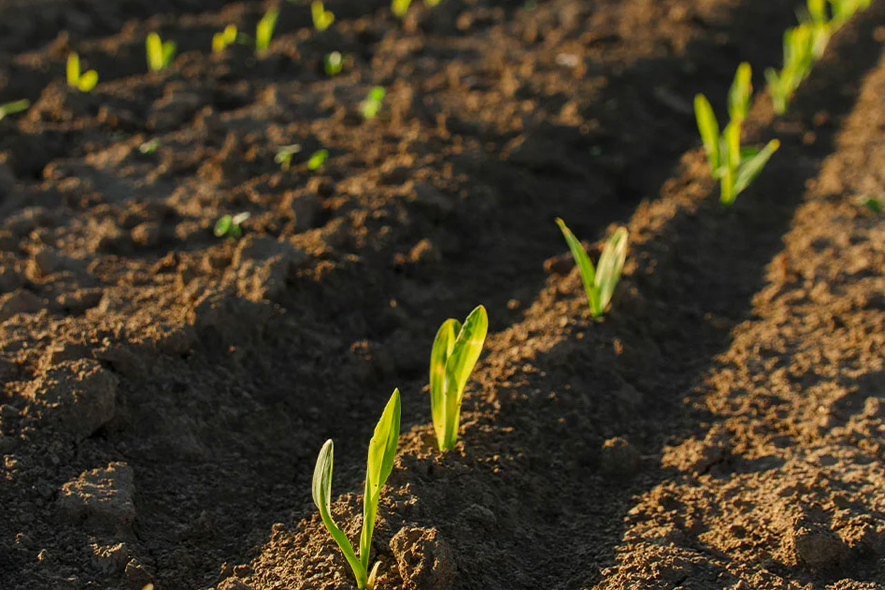 organic soil with plants growing slightly