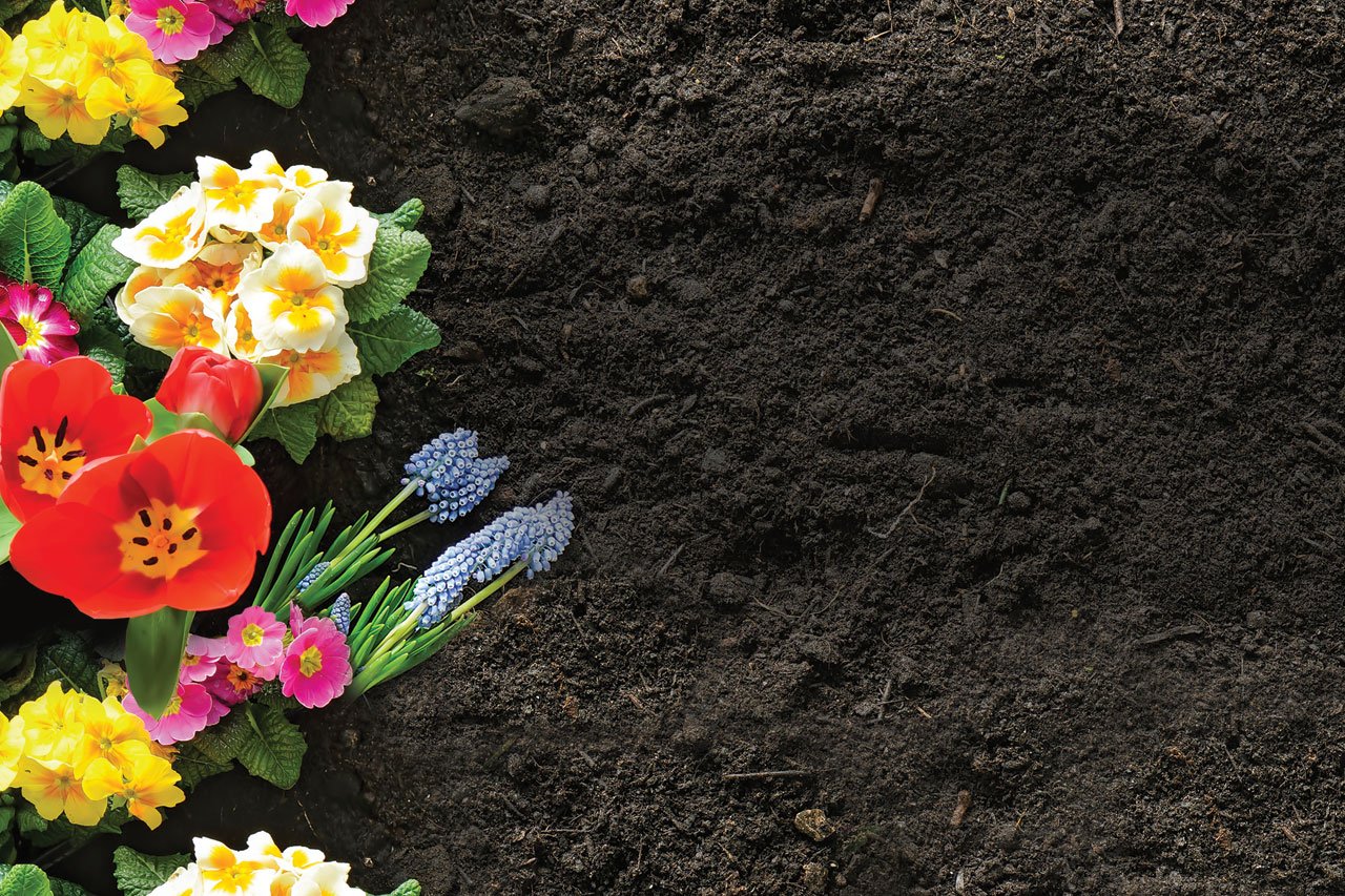 organic soil with planted flowers