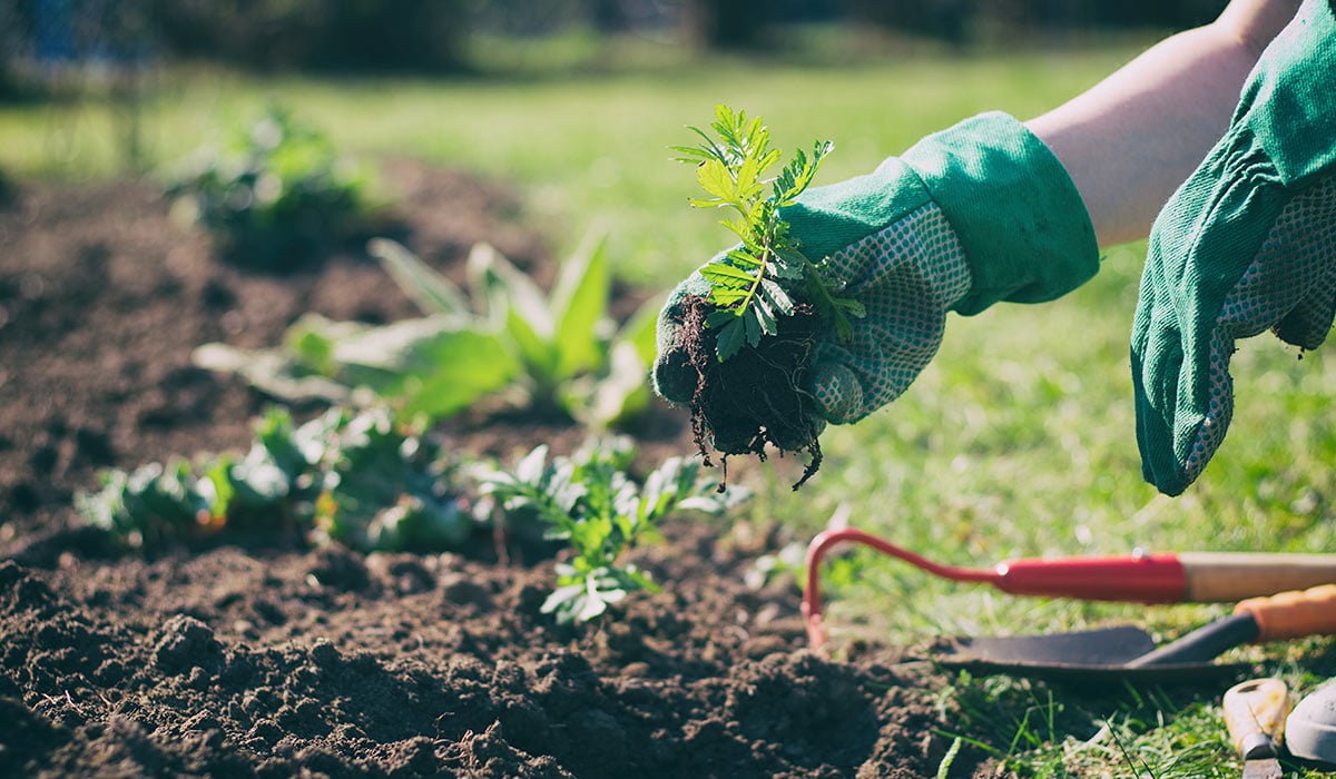 planting flowers in garden bed