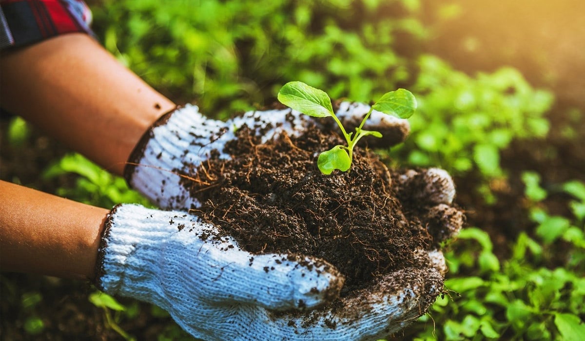 upclose of woman holding garden soil in hands