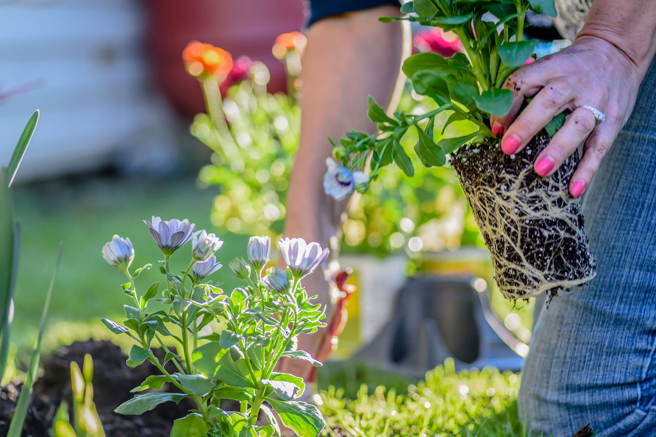 woman planting flowers in garden