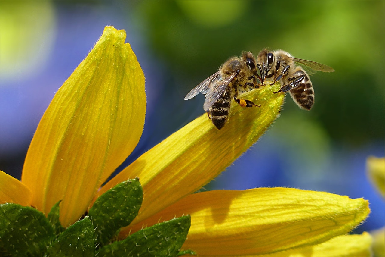 Close up of bee on flower petal