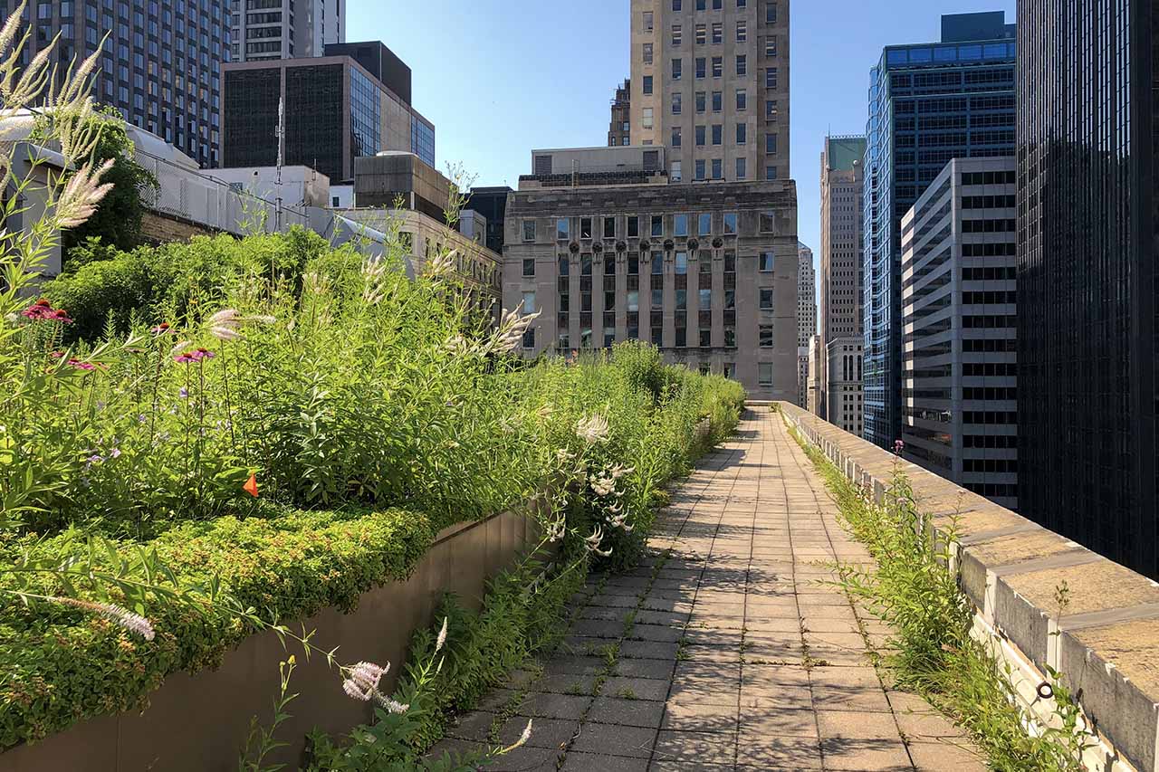 green roof path and garden with view of city skyline