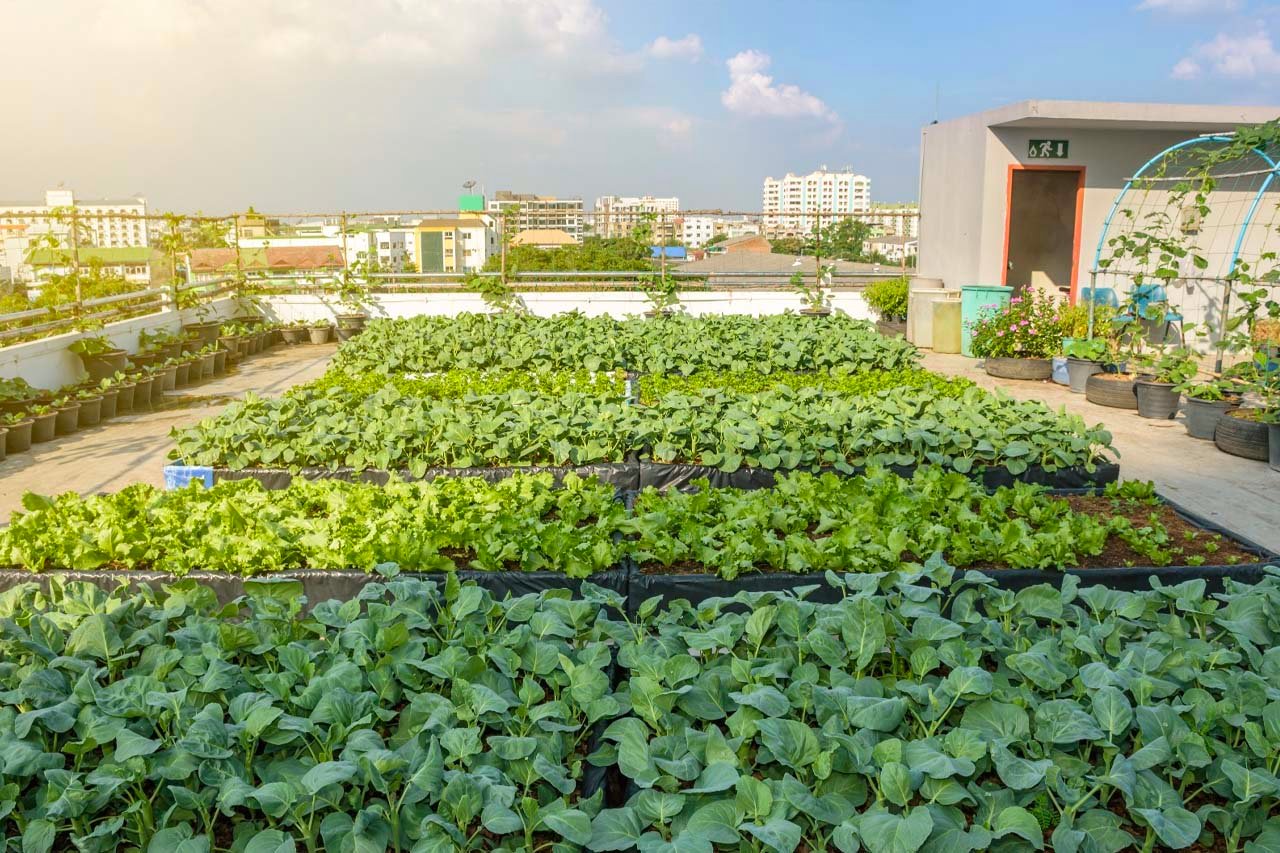 garden on the roof top of a building in a city