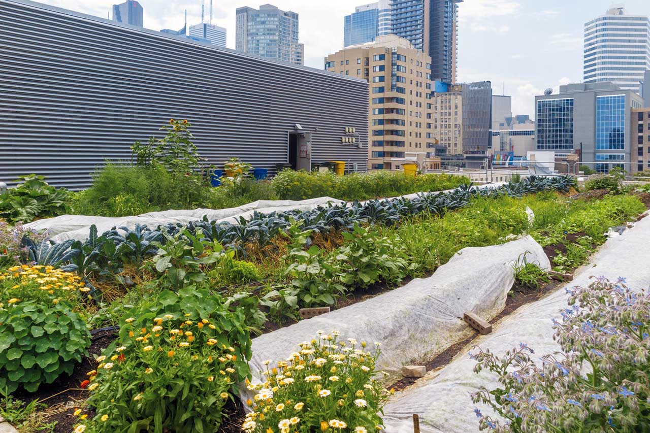 urban rooftop farm with lush green growth with a backdrop of city buildings